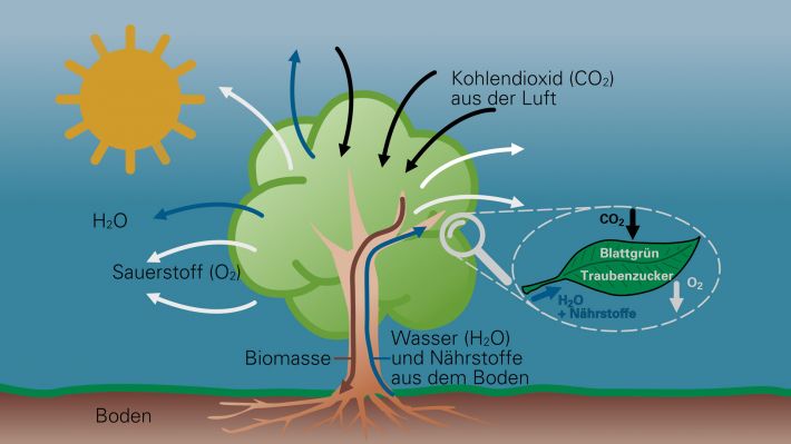 Wald - Photosynthese